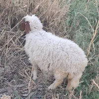 دو عدد نر ویک عدد ماده