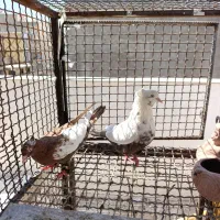 کبوتر دم تافته ای و یه کت سفید ماده