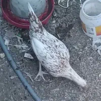 مرغ و خروس محلی