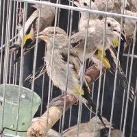 سهره کشیده بلند