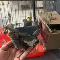 جوجه عروس هلندی