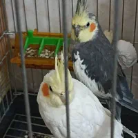 عروس هلندی