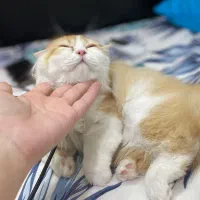 گربه بای کالر کرم نارنجی