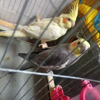 عروس هلندی مولد