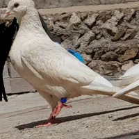 کبوتر سفید و زاغ