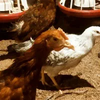 کارگر ماهر مرغداری تخمگذار دستی