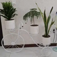 استند فرفورژه گل