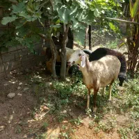 یک عدد گوسفند شیشک