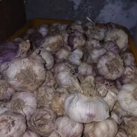 سیر تمیز و خشک بدون گل وخاک