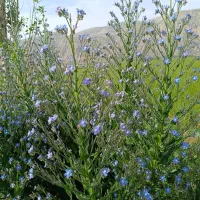 کود گاوی