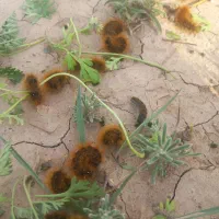 دو هکتار و نیم زمین کشاورزی