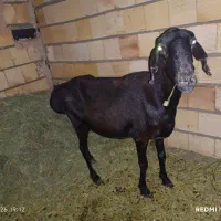 میشه چینی زاغ