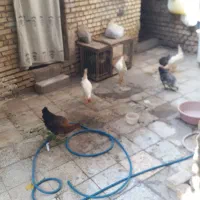 مرغ و خروس محلی