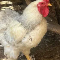 ۵ تا خروس برهما یکساله