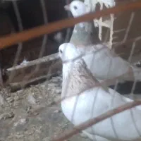طوقی هفت رنگ