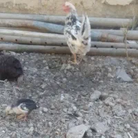 مرغ با جوجه ومرغ لری تخم کن