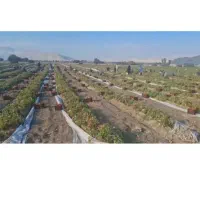 برای گورجه چینی کاریگر دارم تعداد بالا