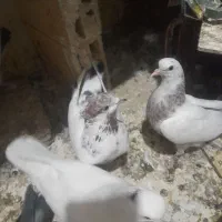 به تعداد ۴۰تا ۵۰عدد کبوتر