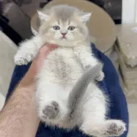 صدای خُرخُر، آرامشِ خانه. گربه عزیزو