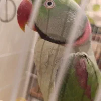 شاه طوطی اسکندر نر