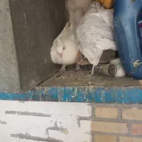 کبوتر