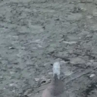 کفتر