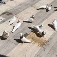 کبوتر طوقی