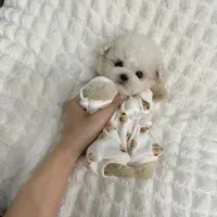 مهاجرت