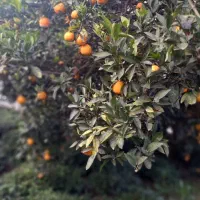 فروش-14-هکتار-زمین-باغی-یکپارچه-در-شرق-گیلان
