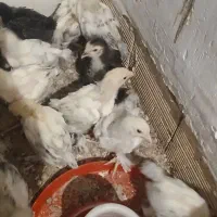 جوجه برهما