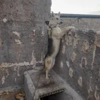 سگ ژرمن