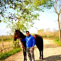 اسب کرد خوش اخلاق سواری کورسی