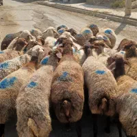 تعداد ۳۷راس گوسفند آبستن سنگین جوان شیره دار