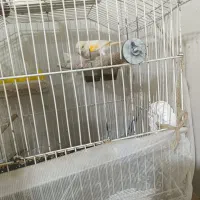 چندعددقناری مست بخون وسهره کرمان وسهره سبز