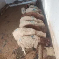 بره نر