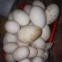 تخم غازواردک