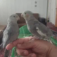 واگزاری عروس هلندی