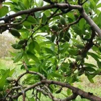 خانه-باغ-نیاسر-تجره-نیاسر