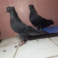 پرنده کبوتر