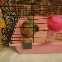 موش و خرگوش