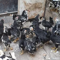 ۲۰عدد خروس گلین مناسب قربانی
