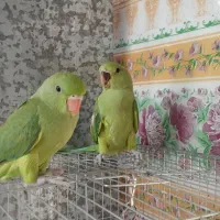 ملنگو دم دوخور