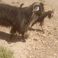 چبش سبز به شرط