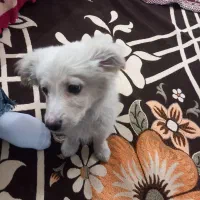 سگ خونگی بازی گوش