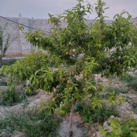 باغ-تبرئه-دار