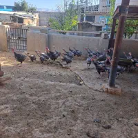 بوقلمون محلی برنز ماده تخمگزار