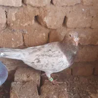 سار۱۲۰۰تومان