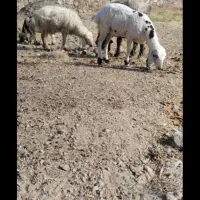 بره ماده