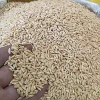 گندم بوجاری درجه یک فقط ۵۳