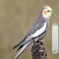 عروس هلندی گمشده